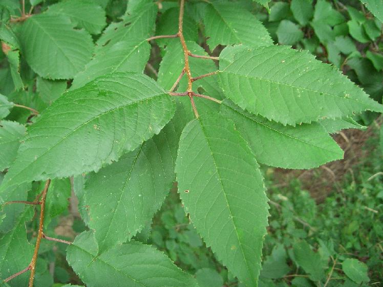 Prunus avium / Ciliegio selvatico